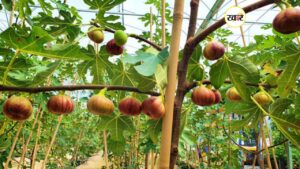 अंजीर फल विकास योजना से बढ़ेगी किसानों की आय