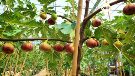 बिहार के किसानों को अंजीर की खेती पर मिलेगी 40% सब्सिडी, ऐसे करें आवेदन अंजीर फल विकास योजना से बढ़ेगी किसानों की आय