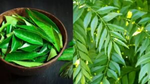 Ayurvedic Health स्वास्थ्य के लिए फायदेमंद-हैं ये 4 पत्तियां