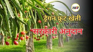 ड्रैगन फ्रूट खेती पर मिलेगा सरकारी अनुदान