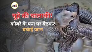 चूहे ने चालाकी ने बचाई जान