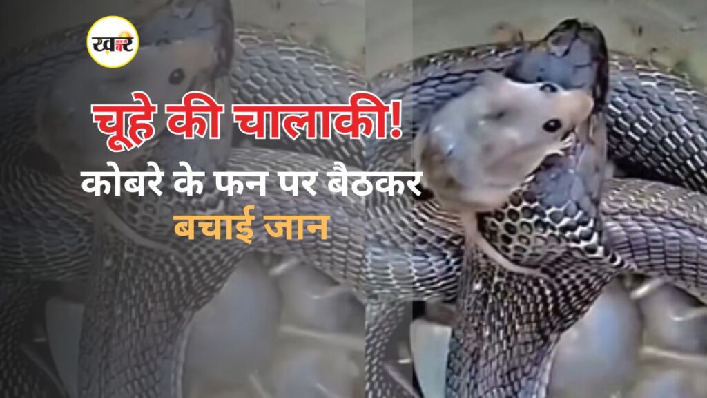 चूहे ने बचाई कोबरे से जान