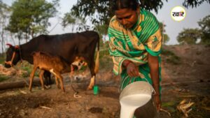 दुग्ध विक्रेताओं को मिलेगा हक का बोनस