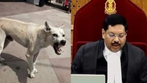 डॉग लवर्स के लिए खुशखबरी! आवारा कुत्तों के मामले पर कल सुप्रीम कोर्ट में सुनवाई