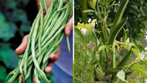 IIVR वाराणसी ने किसानों के लिए जारी की लोबिया और भिंडी की उन्नत किस्मों