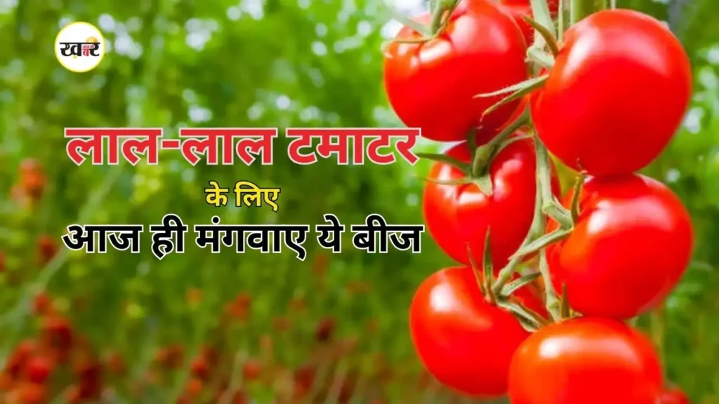 बीज ऑनलाइन मंगवाएं और खुद घर में उगाएं ताजे टमाटर