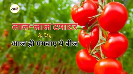 बीज ऑनलाइन मंगवाएं और खुद घर में उगाएं ताजे टमाटर