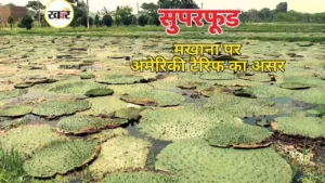 सुपरफूड मखाना पर अमेरिकी टैरिफ का असर