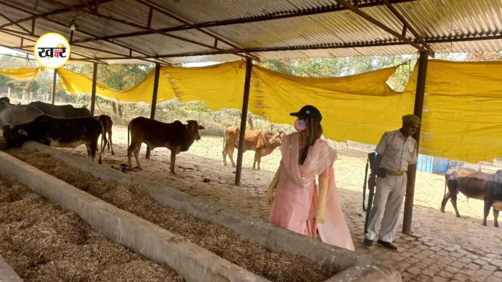 गोशाला में ठंड से बचाव