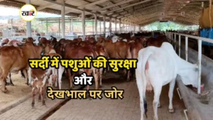 गौशालाओं का एक हफ्ते में निरीक्षण करने का आदेश