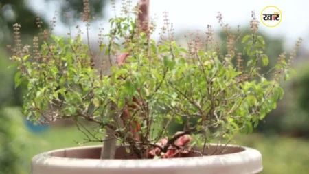 Tulsi Pujan Diwas 2025 पर जानें पूजा विधि, नियम और चमत्कारी लाभ तुलसी पूजन 2025