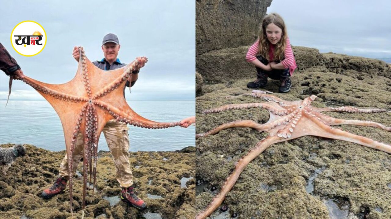 A monster giant Octopus of 7 feet long found on the beach
